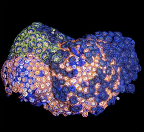 WYSIWYG XXL Mixed Zoanthid Coral Colony 5"