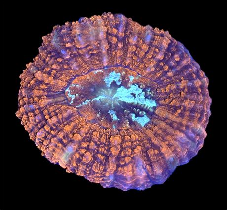 WYSIWYG Ultra Rainbow Symphyllia Coral 3"