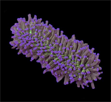 WYSIWYG Holy Grail Hammer Coral Colony 5.5"