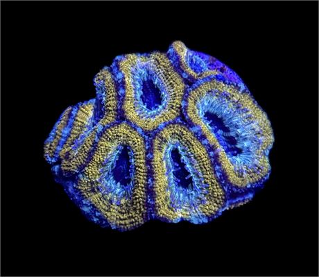 WYSIWYG Golden Acan Lord 2"