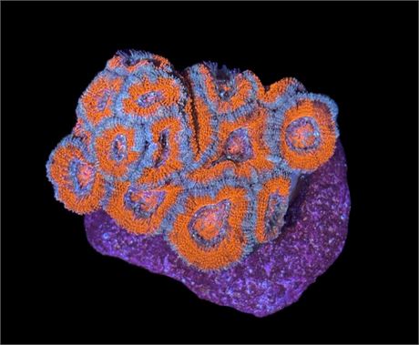 WYSIWYG Rainbow Acan Coral Colony 3"
