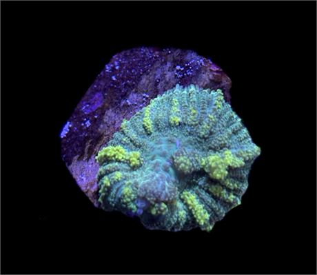WYSIWYG Emerald Venom Bounce Mushroom Coral 1.5"