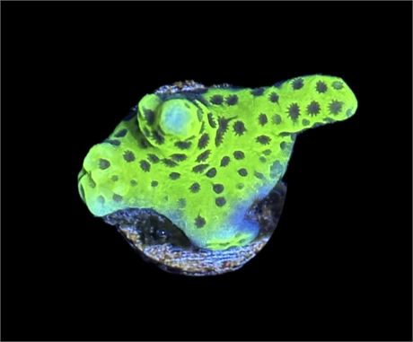 WYSIWYG Slimeball Montipora Coral 0.75"