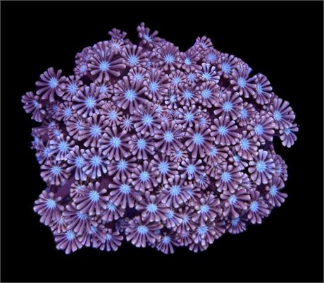 WYSIWYG Ultra Rainbow Alveopora Coral Colony 3.5"