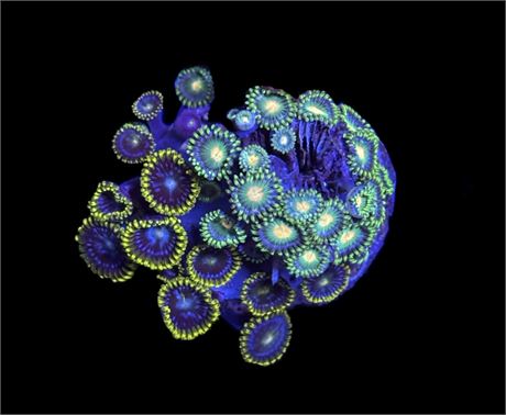 WYSIWYG Zoanthid Combo Frag