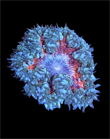 WYSIWYG Ultra Rock Flower Anemone 2.5"