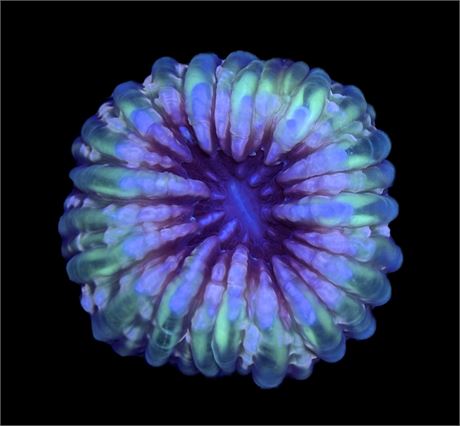 WYSIWYG Rainbow Cynarina 3"