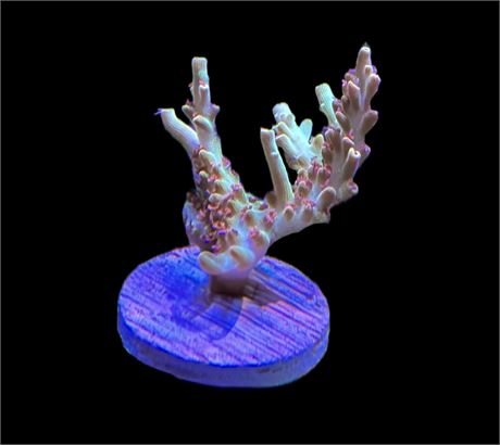 WYSIWYG Strawberry Shortcake ACropora Coral 2"