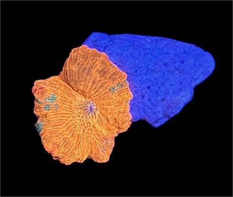 WYSIWYG Candy Crush Jawbreaker Mushroom Coral 1"