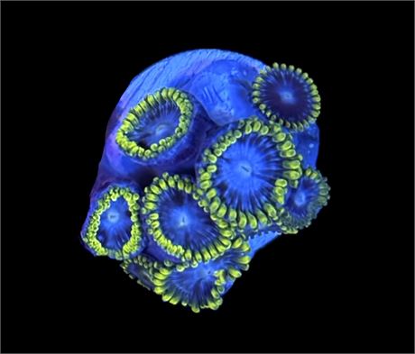 WYSIWYG Smurfette Zoanthids