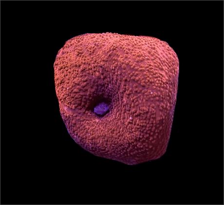 WYSIWYG Red Discosuma Mushroom Coral 2"