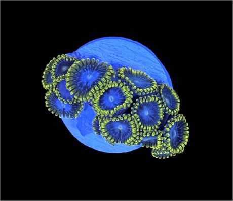 WYSIWYG Smurfette Zoanthid Coral Frag