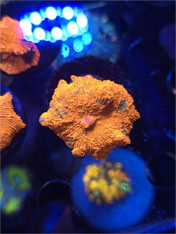 Candy Crush Jawbreaker Mushroom