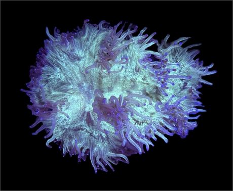 WYSIWYG A-Grade Elegance Coral 4"