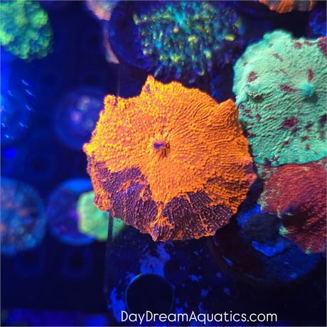 Deadpool Jawbreaker Mushroom