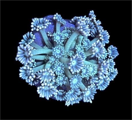 WYSIWYG Blue Ocean Goniopora Coral Colony 2.5"