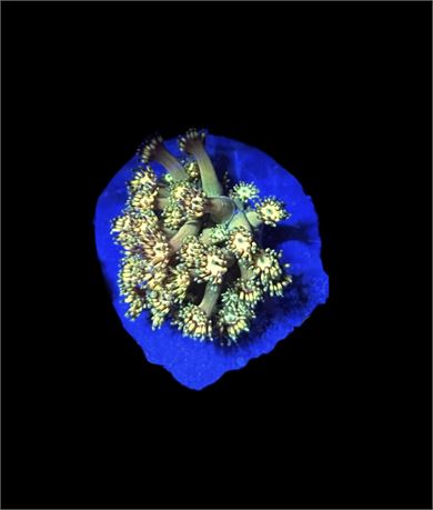 WYSIWYG Grand Master Goniopora Coral 1.5"