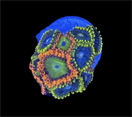 WYSIWYG Zoanthid Combo Frag