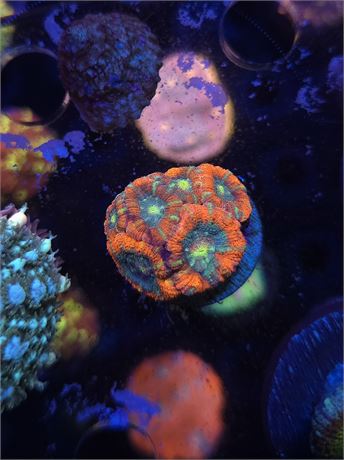 Lifesaver Asian Acan