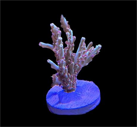 WYSIWYG XL Strawberry Shortcake ACropora Coral 2.5"