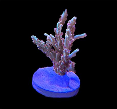 WYSIWYG XL Strawberry Shortcake ACropora Coral 2.5"