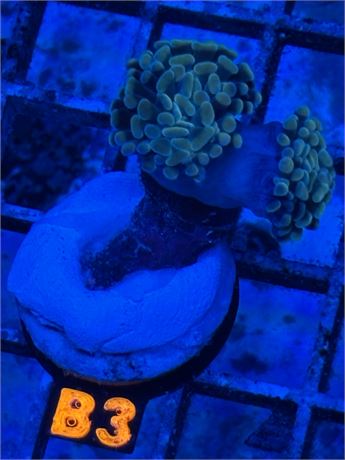 Gold Hammer - 2 Head