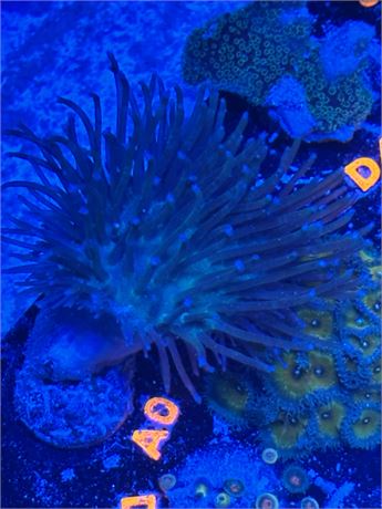 Better Than Weeping WIllow Toadstool