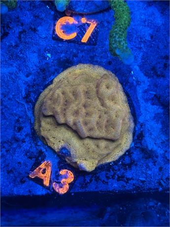 Tangerine Juice Leptoseris