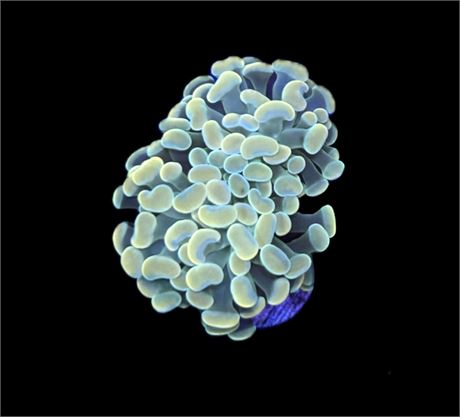 WYSIWYG Green and Gold Hammer Coral 2"