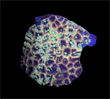 WYSIWYG Rainbow Splatter Favia Coral Colony 3.5"
