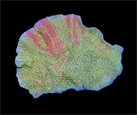 WYSIWYG Grafted Montipora Colony 4"