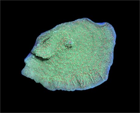 WYSIWYG Season Greetings Montipora 3"