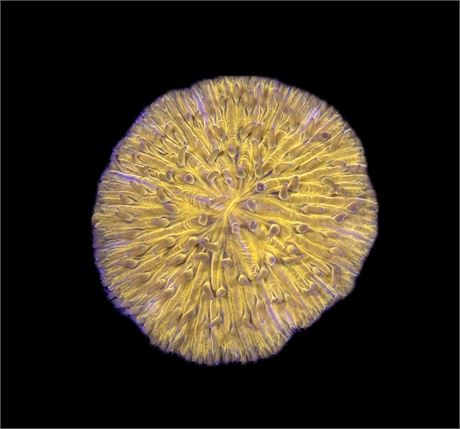 WYSIWYG Neon Orange Fungia Plate Coral 2.5"