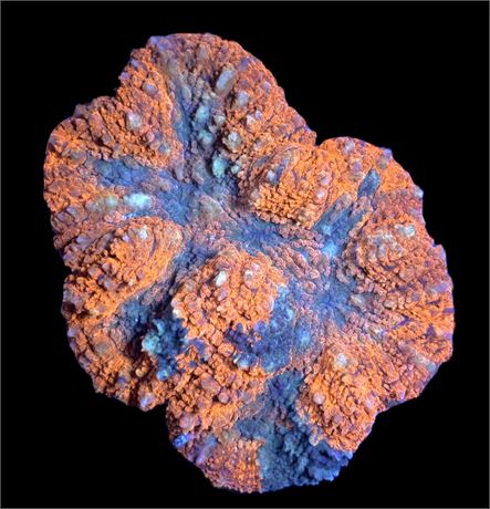 WYSIWYG Grafted Rainbow Symphyllia Coral Colony 4.5"