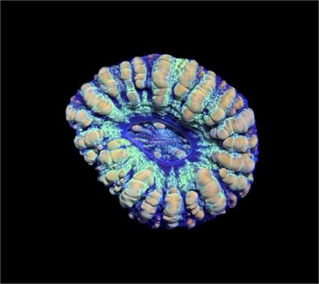 WYSIWYG Rainbow Button Scolymia Coral 1"