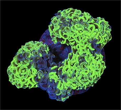 WYSIWYG Grafted Splatter Wall Hammer Colony 5.5"