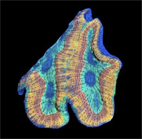 WYSIWYG Incredible Rainbow Lobophyllia Coral Colony 4.5"