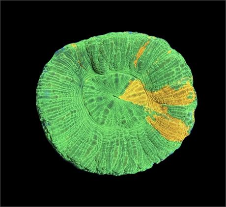 WYSIWYG Bleeding Apple Scolymia Coral 2.5"