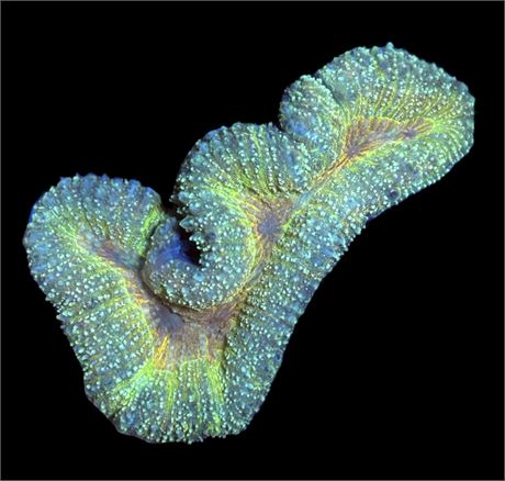 WYSIWYG Rainbow Lobophyllia Coral Colony 5"