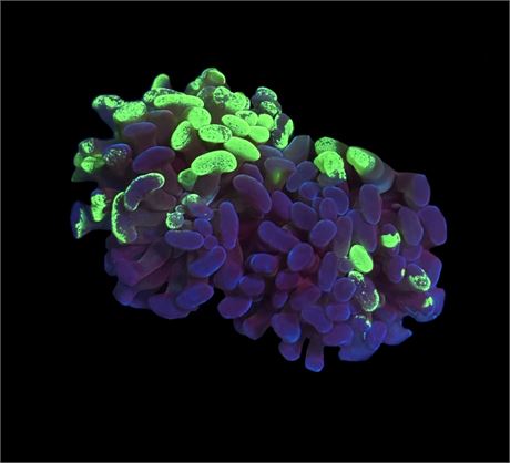 WYSIWYG Purple Splatter Hammer Coral 2.5"