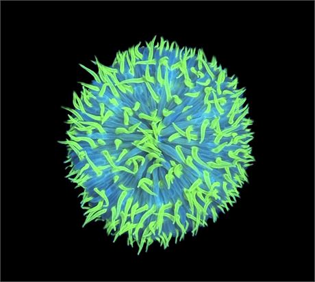 WYSIWYG Ultra Rainbow Fungia Plate Coral 2.5"