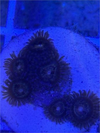 Zoanthids