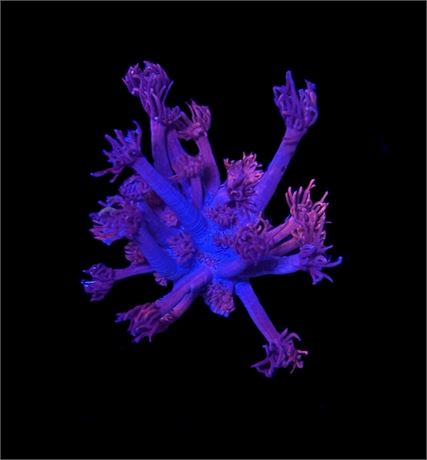 WYSIWYG Grafted Confetti Goniopora Coral 2.5"