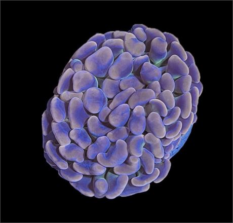 WYSIWYG Tri-Color Rainbow Hammer Coral 3"