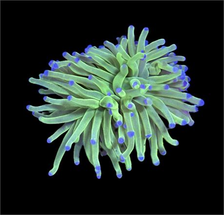 WYSIWYG Todds Torch Coral (TWO FULL HEADS!) 3.5"