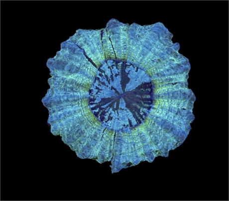 WYSIWYG Ultra Rainbow Acanthophyllia Coral 4"