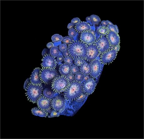 WYSIWYG Daisy Zoanthid Coral Colony 3"