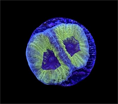 WYSIWYG Sinister Favia Coral Frag 1"