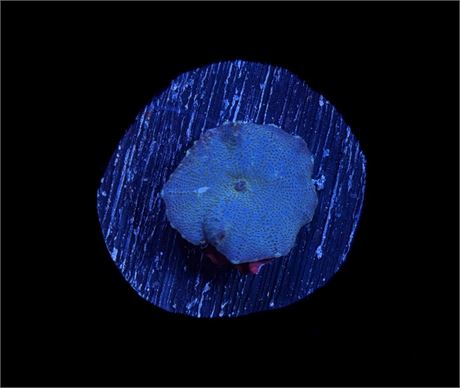 WYSIWYG Blue Discosuma Mushroom Coral 1"