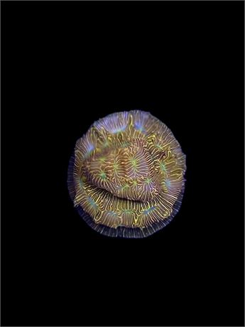 JF Jack-o-Lantern Leptoseris